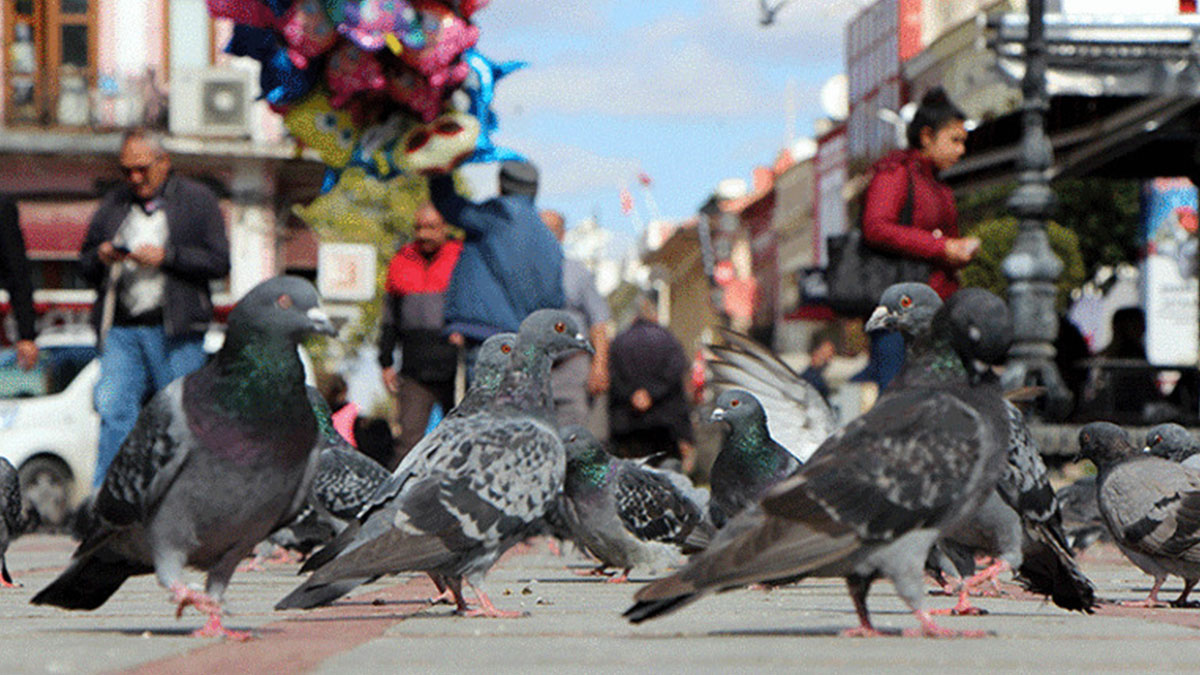 Sokakta kuşları besleyen kadına şok ceza! Olacaklardan habersiz yem atarken bir anda yanında belirdiler