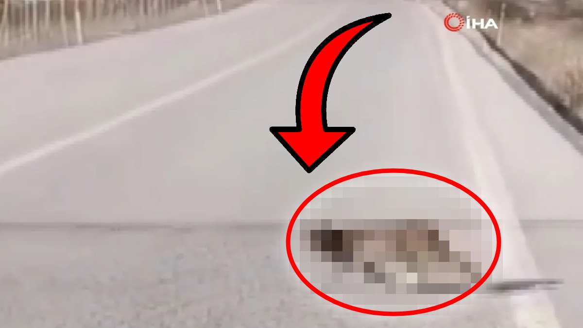 Ankara'da bir anda yol ortasında belirdi! Görenler korkudan ne yapacağını bilemedi!