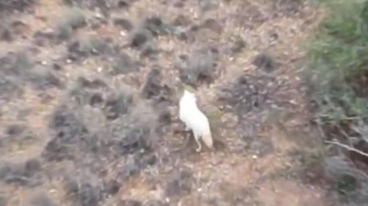 Türkiye'de ilk kez 'Albino çakal' görüldü