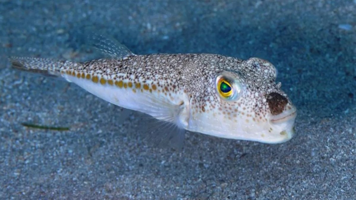 Prof. Dr. Deval 'öldürüyor' diyerek uyardı! Zehirli balık rotasını Marmara'ya çevirdi