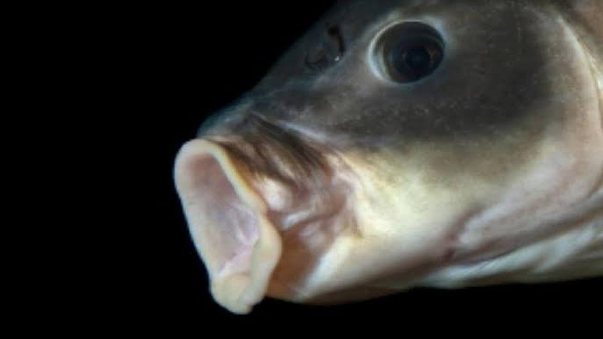 Katil balık Karadeniz’den Ege’ye sıçradı! Boyu küçük zehri öldürücü! Yanlışlıkla yiyeni saniyede öldürüyor