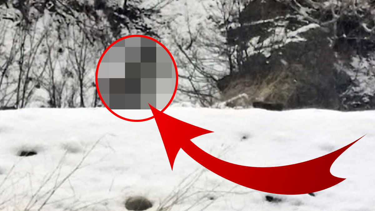 Kırmızı listede aranıyordu: Kaçarken cep telefonu kamerasıyla görüntülendi! Meğer kar bastırınca şehre inmiş