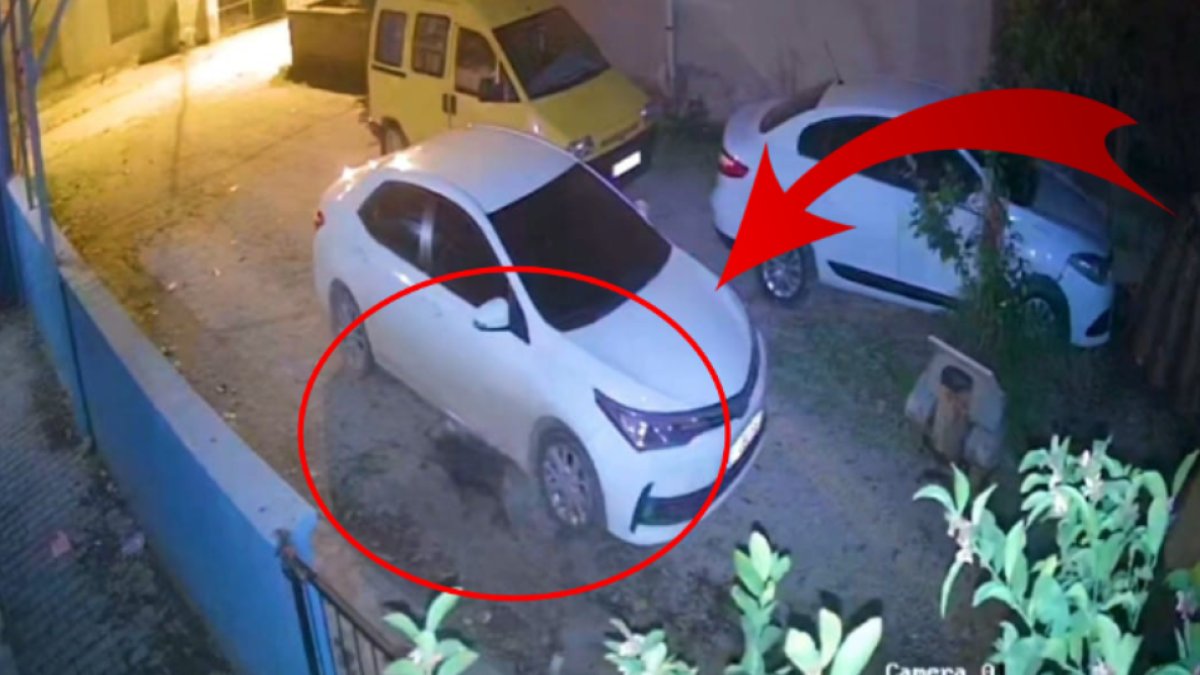 Tam bitti derken yeniden başladılar! Şehir merkezine domuz yavrusu indi: O anlar güvenlik kamerasına böyle yansıdı