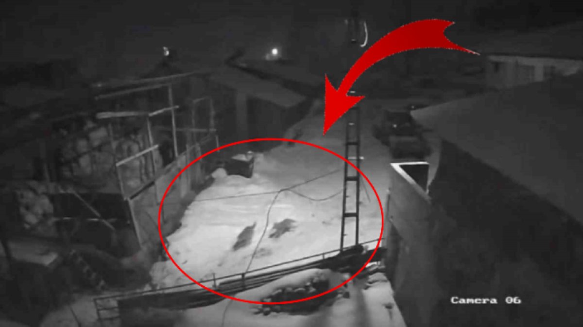 Kurt sürüsü köye indi! 6 kurt sokak sokak gezdi! Bölgedekileri korkutan o anlar saniye saniye kaydedildi