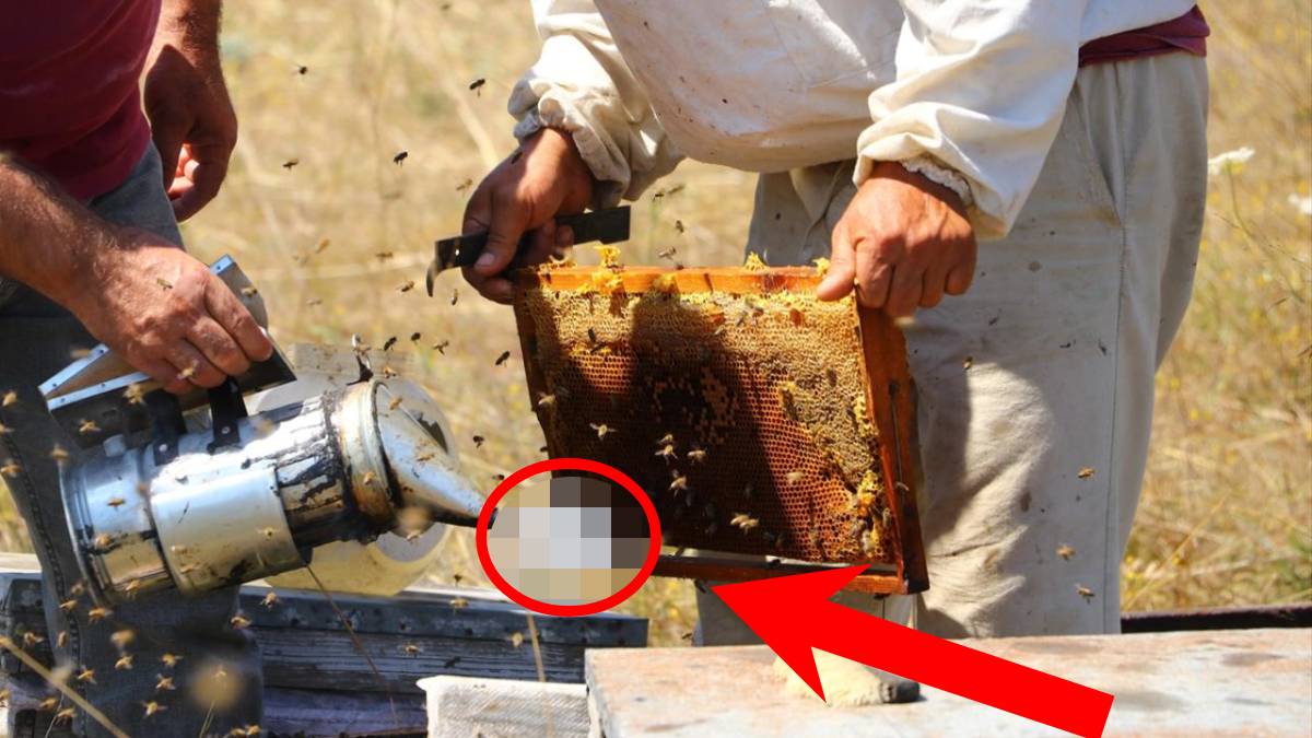 Günde net 9 bin lira gelir sağlıyor, bu işi sadece 5 kişi yapıyor! Yapan ise paraya para demiyor