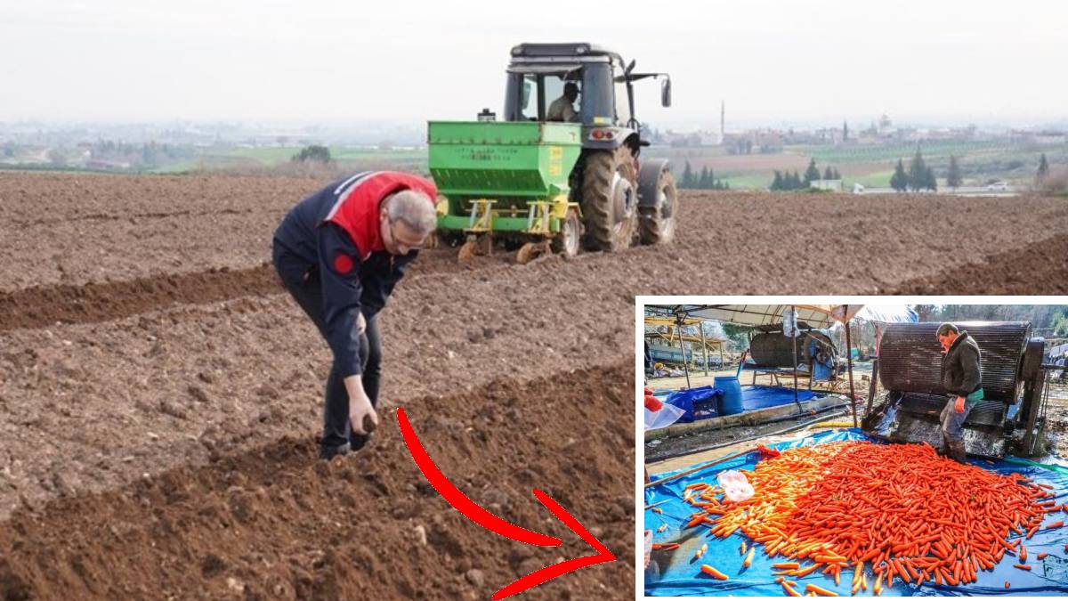 İsmini yetiştiği mahalleden alıyor herkese ekmek kapısı oluyor! 1 dekardan 8 ton verim: 12 ay boyunca 81 ile ulaşıyor