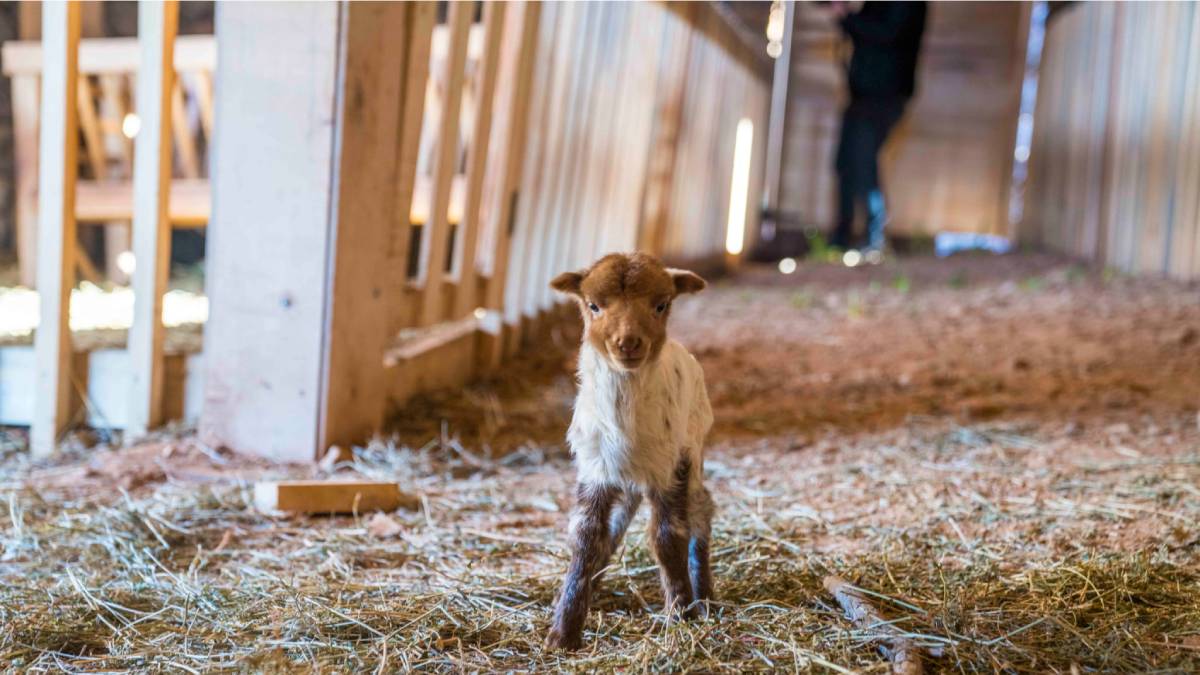 Kaçeli koyunlarının yeni evi Olivelo Yaşayan Parkı