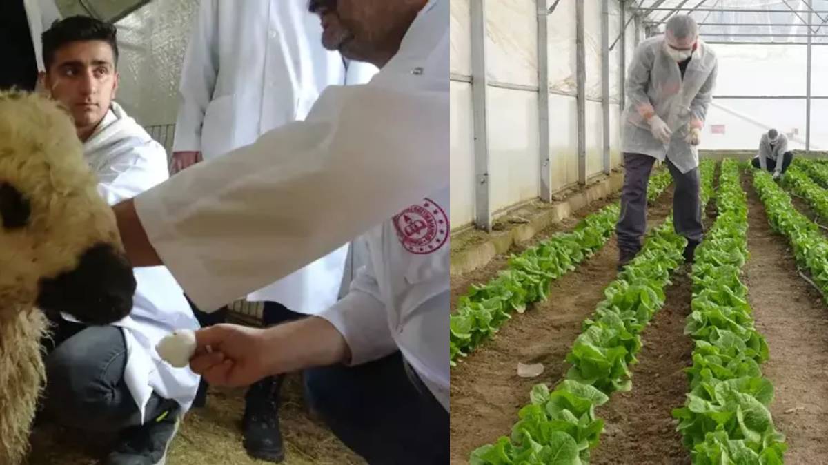 Gören yurtdışında sanıyor ama bu okul Türkiye'de! Tarlaya ekip biçiyor, hayvan yetiştiriyorlar: Tarımı okulda öğreniyorlar