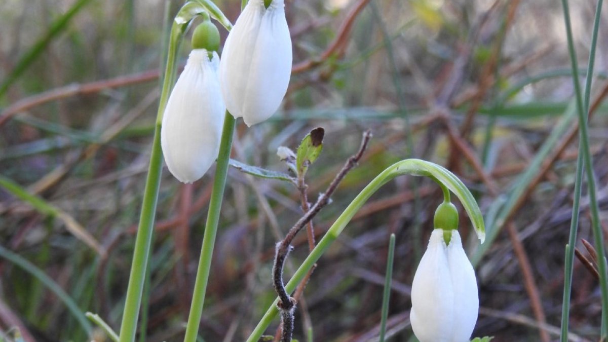 Spil Dağı Milli Parkı'nda bir ilk yaşandı! Kardelenler ilk kez kar olmadan açtı: Görenler şaşkına döndü
