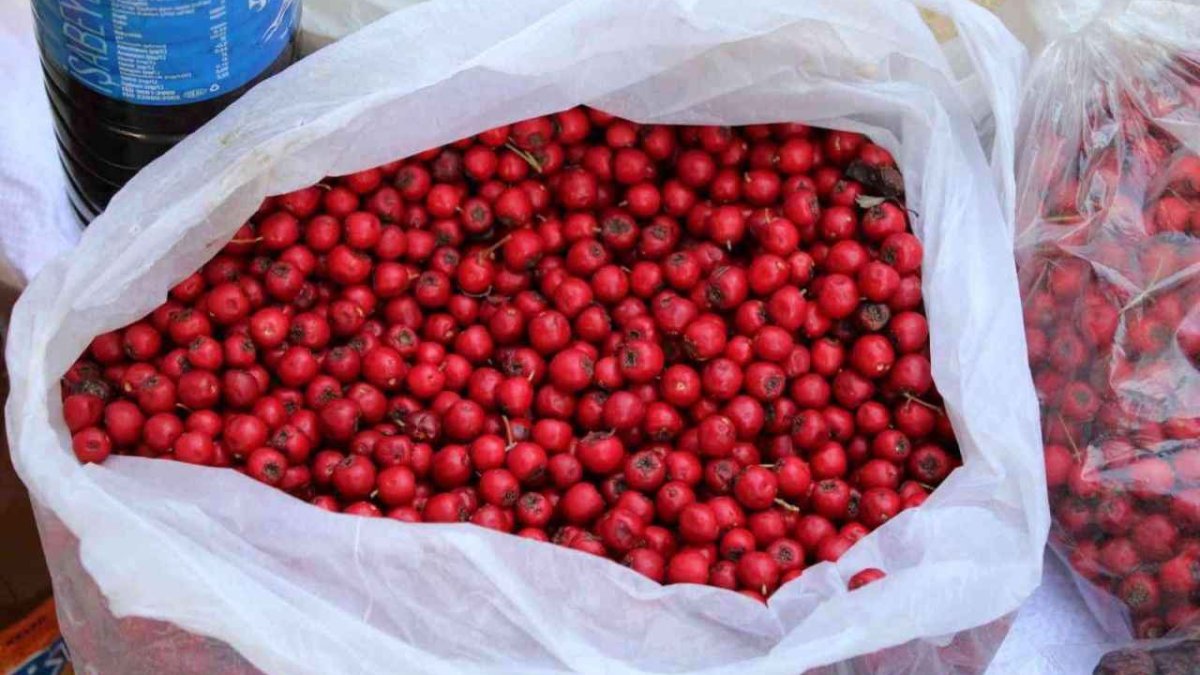 Kızılcık tüketenin vücudundaki yağ oranı azaldı