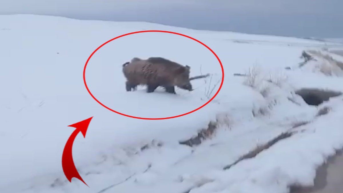 Yolda yemek arayan yaban domuzuyla karşılaştılar! O anları hemen kaydettiler