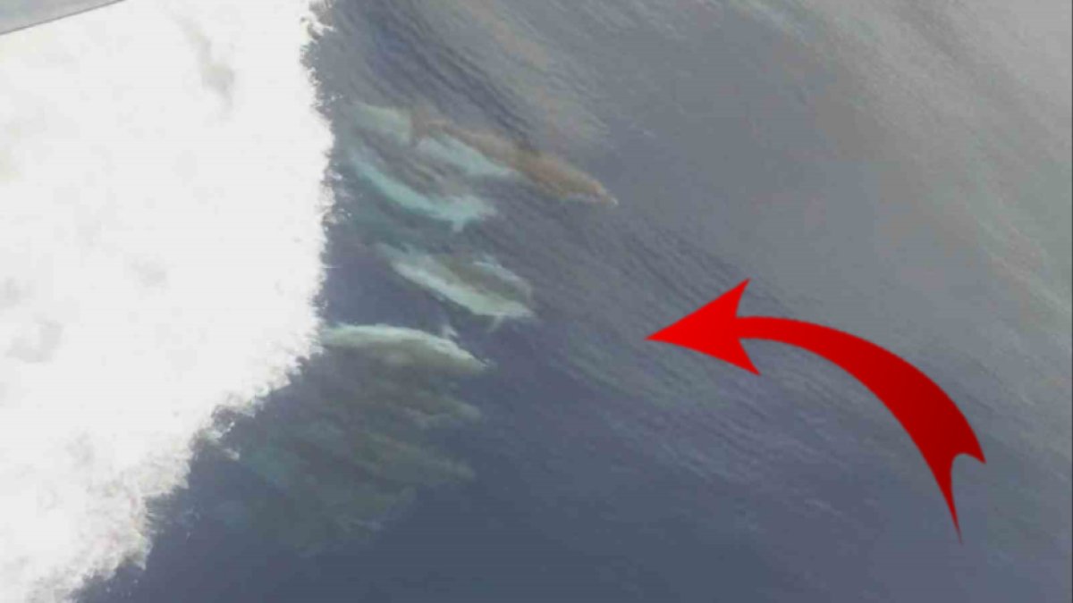 Okyanusta alışılmış görüntü bu kez Ege Denizi'nde görüldü! Yük gemisinden o anları kaydettiler: Görenler hayret etti