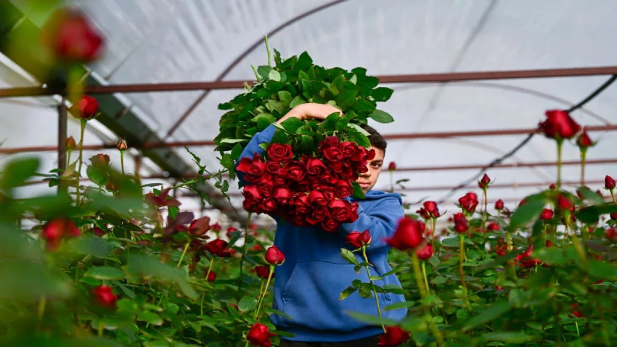 Sevgililer gününde gül alacaklar elini cebine atacak! Gül seralarında hasat başladı: İşte tane ve demet gül fiyatları...