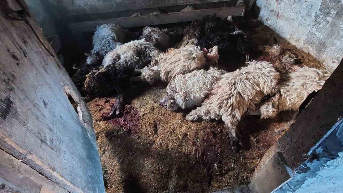 Trabzon'da kurt dehşeti artarak sürüyor! Hunharca geliyor ortalığı kan gölüne çeviriyor. Artık buna bir çare...