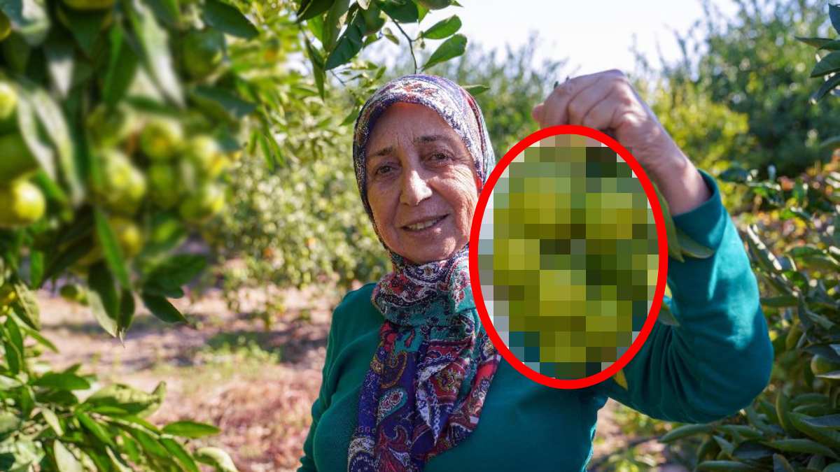 Türkiye’de altın çağını yaşıyor, ürüne kamyonlar yetişemiyor! Milyonluk hasatta verim arttı fiyat düştü! 6 TL’den alıcı buluyor