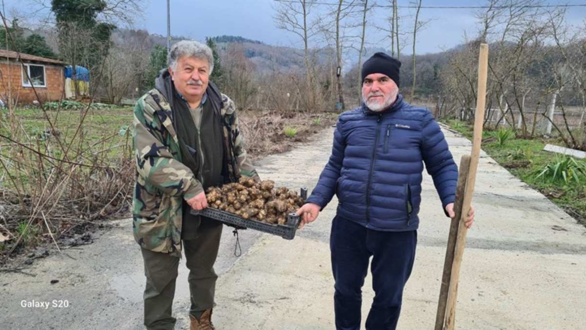 O kadar değerli ki satmıyor bile! Toprağın altından tek tek toplanıyor:Faydasını duyan pazarda tezgah tezgah bu meyveyi arayacak