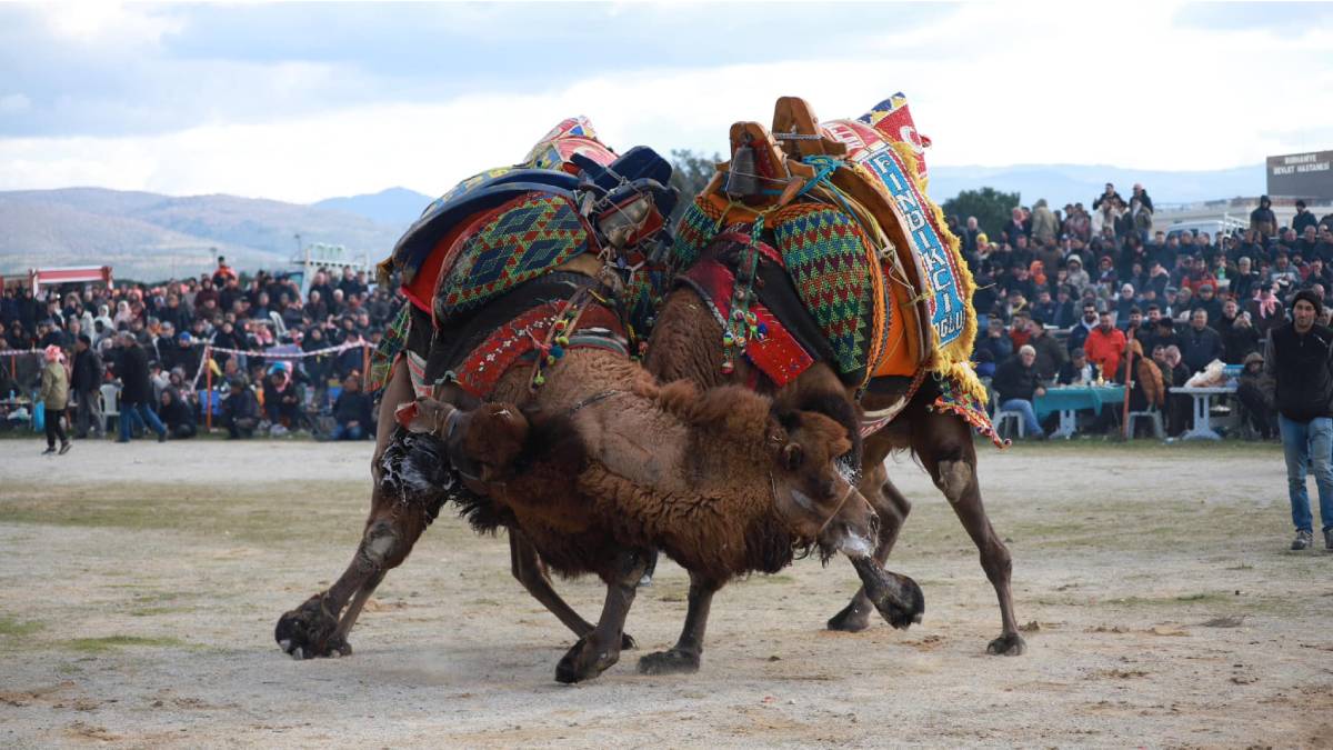 Burhaniyeliler deve güreşi heyecanını doyasıya yaşadı