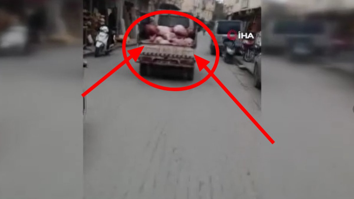 Hijyen kuralları hiçe sayıldı! Kamyonetin kasasında taşınan sakatatlar şok etti