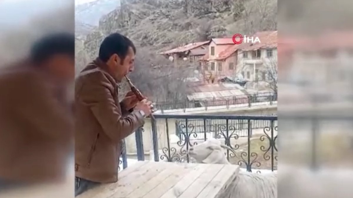 Keçiye konser verdi, pür dikkat dinledi! O anlar böyle kaydedildi