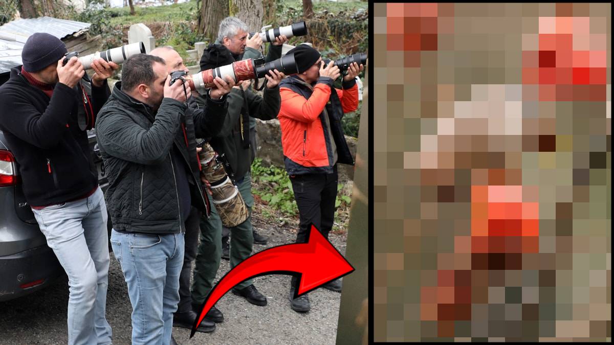 Dünyanın gözü Türkiye’de! En son 2010 yılında Artvin’de ölü olarak görüntülenmişti: O tür 24 yıl sonra yine Türkiye’de görüldü