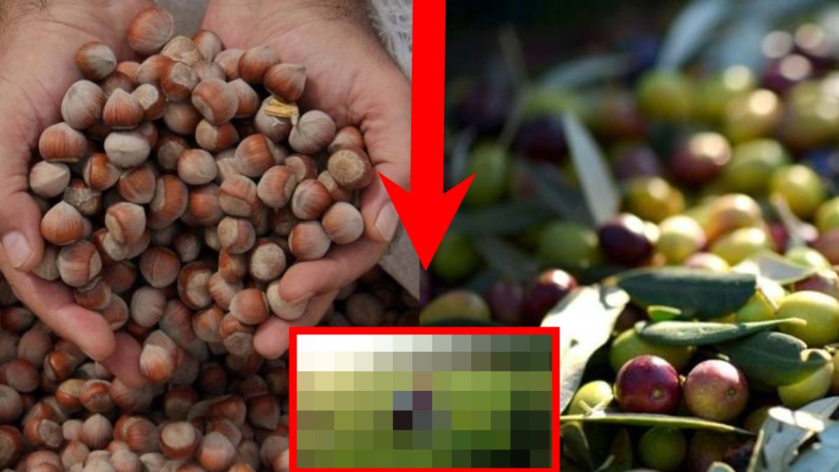 Ne fındık ne zeytin ne de aronya… O üründe yurtdışından talep patladı: Belçika, Rusya, ABD… Bu sene bunu ekenin yüzü güldü