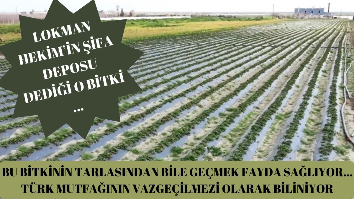 Bunu yiyen kışı burnu bile akmadan geçiriyor! Lokman Hekim'in şifa deposu dediği bitki, tarlasının önünden geçmek bile yetiyor