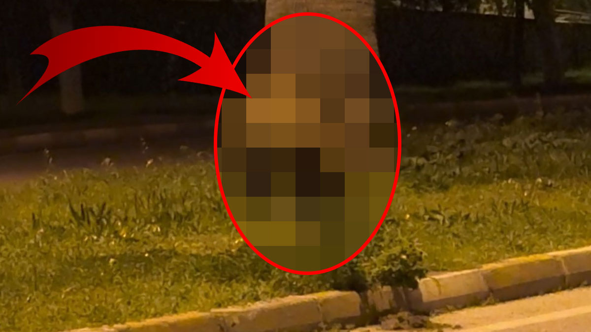 Artık şehir merkezinde umarsızca dolaşıyorlar! Alparslan Türkeş Bulvarı'nda kimseye aldırış etmediler