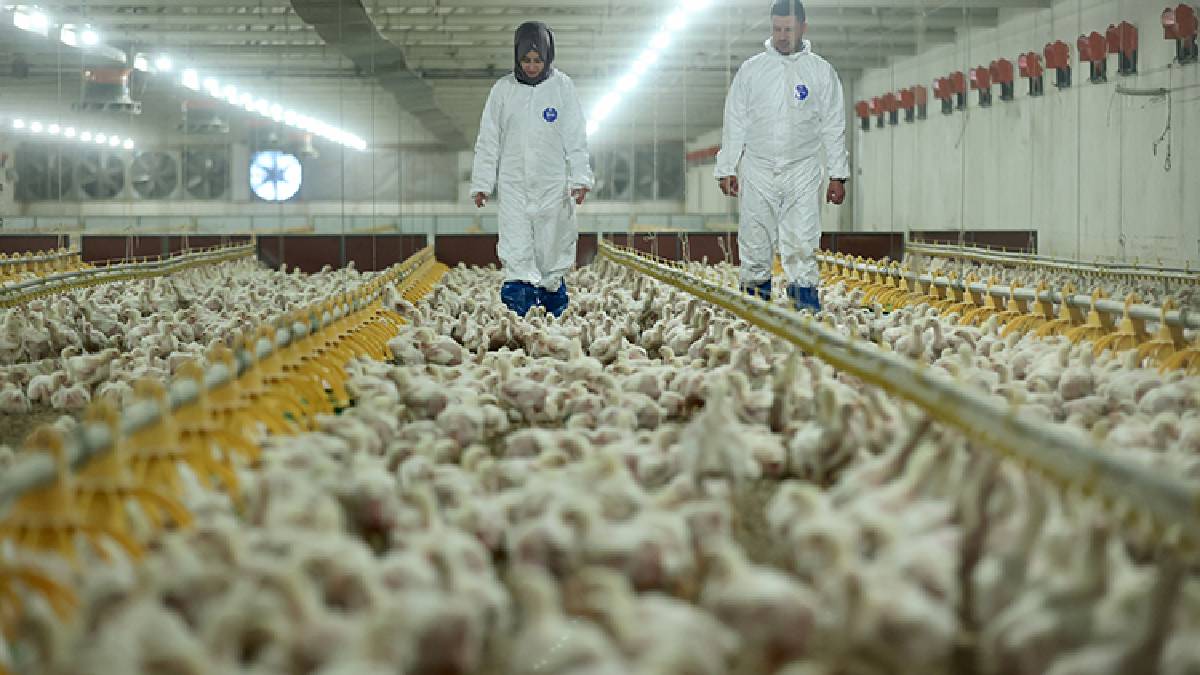 Öğretmenliği bırakıp eşiyle çiftlik kurdu! Yılda 2 bin ton üretim rekoru: “Bu yaşam şehir hayatından çok daha güzel”