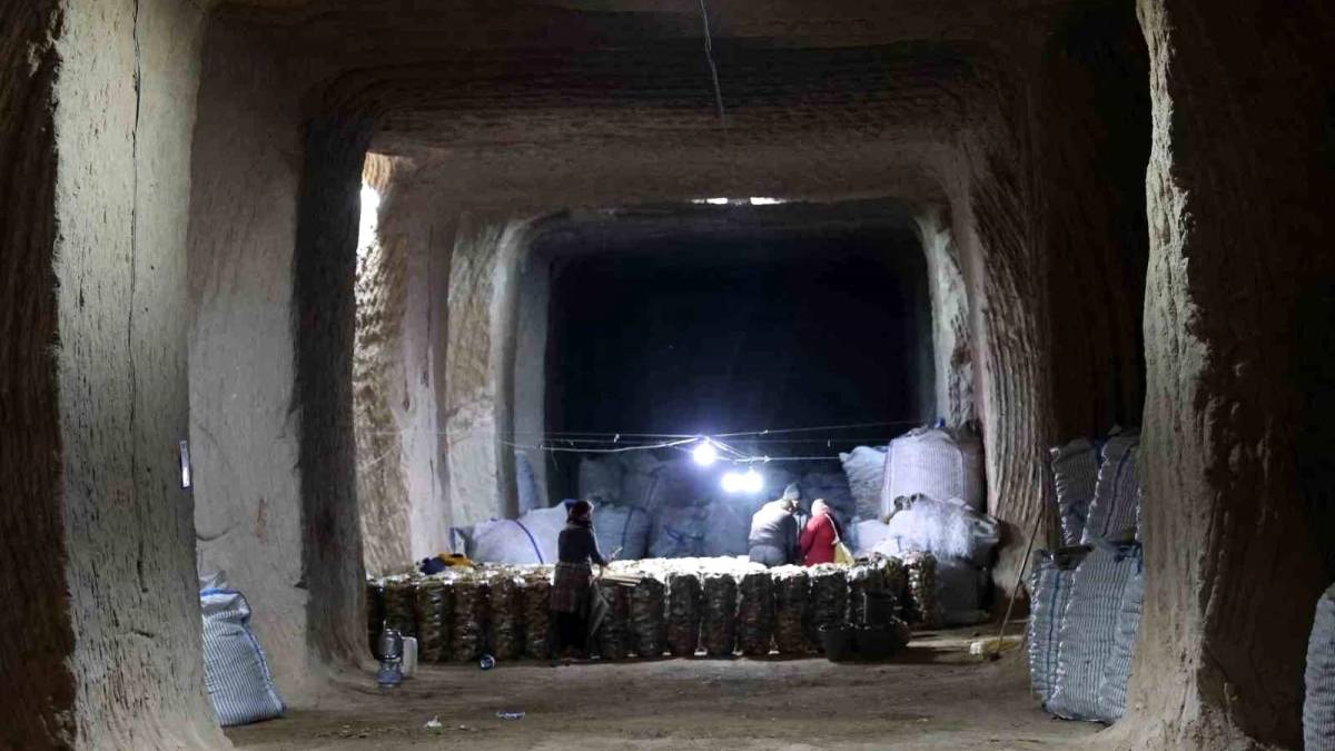 Bin bir emekle hasat ediliyor, yerin metrelerce altında saklanıyor! Doğal soğutma ortamında 6 ay kendini koruyor