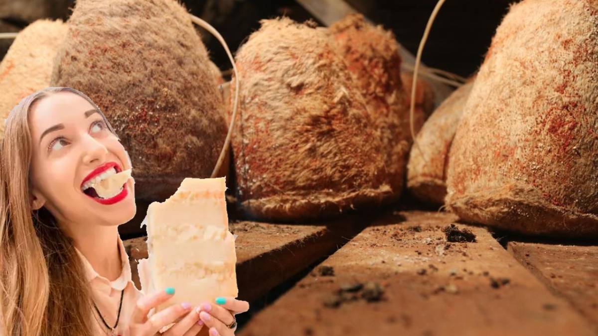 Türkiye’nin o lezzeti talep patlaması yaşıyor! Turistler sırf onun için akın ediyor: Kilosunu 500 TL’den kapan gidiyor