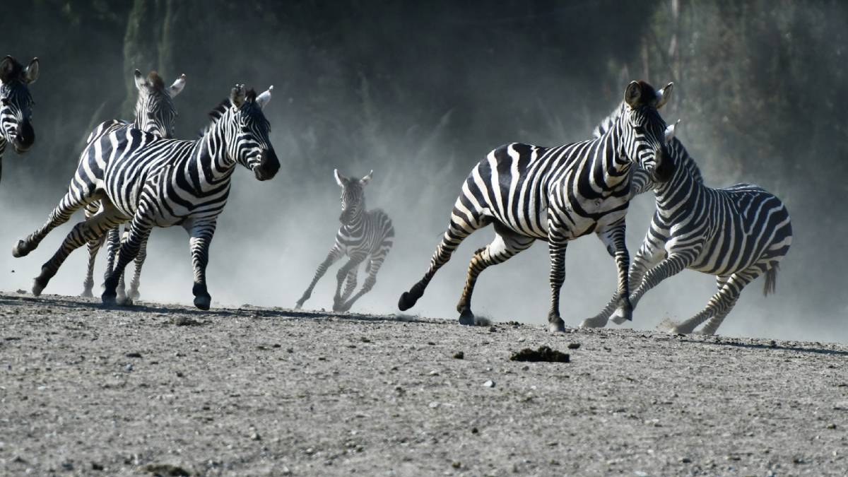 Doğal Yaşam Parkı’na  pazartesi molası