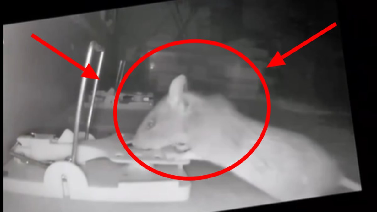 Fare, hazırlanan tuzağa böyle yakalandı! Bir anda kendini kapanın arasında buldu