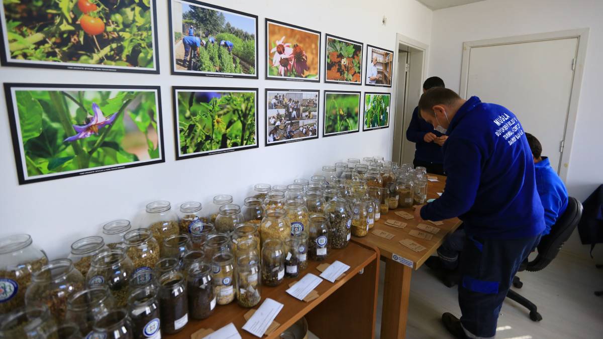 Büyükşehir 1 Milyon yerel tohumun dağıtımına başladı