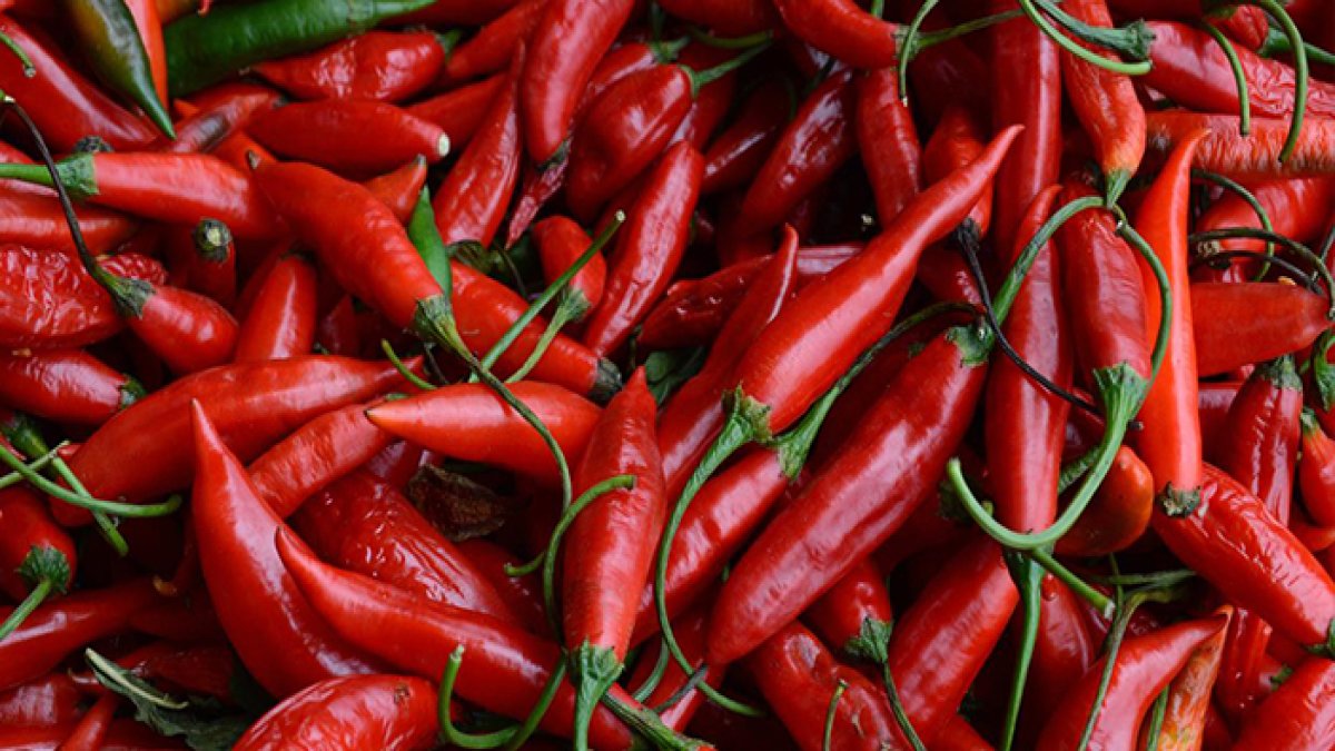 Aşırı acı biber tüketiminde ‘bağımlılık’ riski