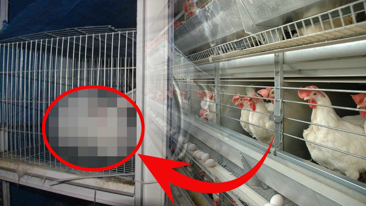 Sivas'ta ilk o yaptı! Kilosu 150 TL'den oteller kapış kapış alıyor: Protein ve vitaminiyle tavuk etine alternatif oldu