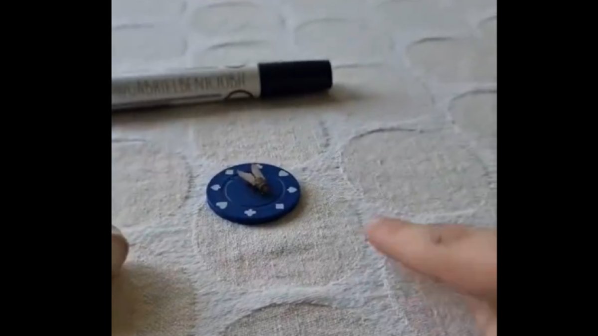 Teknoloji sen nelere kadirsin! Görüntüler gerçek mi yoksa kurgu mu? Sineği eğiten kişinin görüntüleri yeniden viral oldu