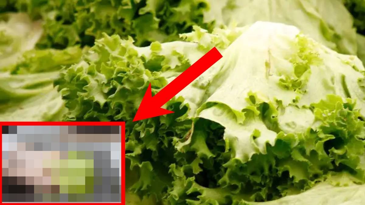 Marulu bir de böyle saklamayı deneyin! 20 gün boyunca çıtır çıtır kalıyor: Asla çürüyüp kararmıyor