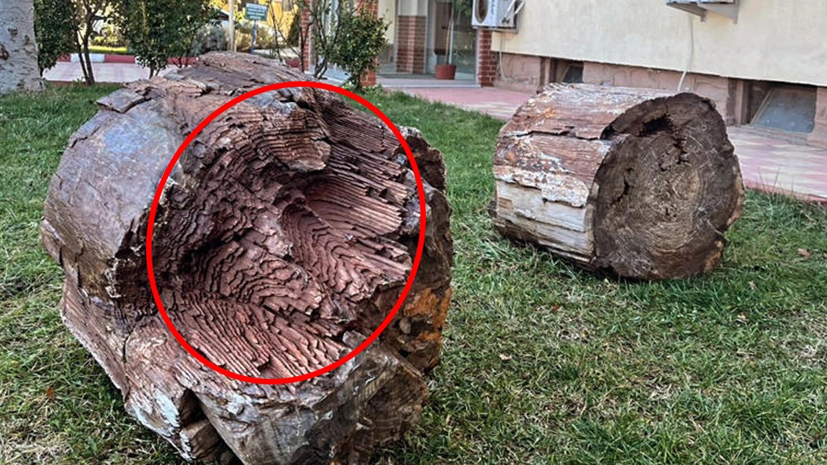 16 milyon yıllık dev hazine Uşak'tan çıktı! Orman yolu yaparken tesadüf buldular: Yetkililer hemen koruma altına aldı