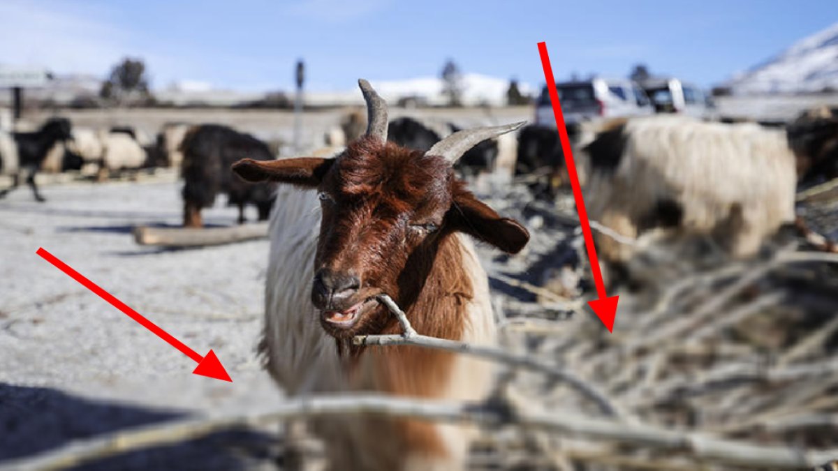 Hayvanlara ot yerine bunu veriyor, kilo kilo süt alıyor! Üstelik sıfır maliyet, kış aylarında hayvanları sağlıklı tutuyor