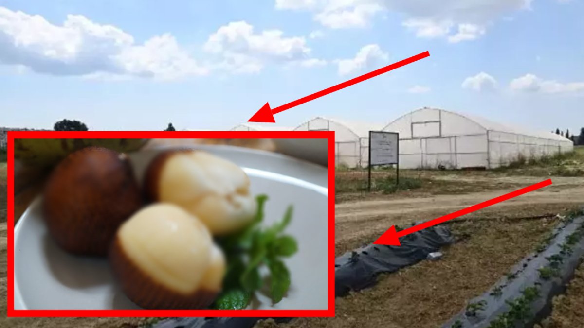 Kırmızı etten bin kat faydalı meyve! Ama Türkiye'de yetiştiren yok: Faydasını duyan çiftçiler dönüm dönüm bunu ekecek