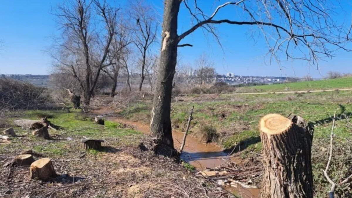 UNESCO listesindeki Hevsel Bahçelerinde ağaç kıyımı