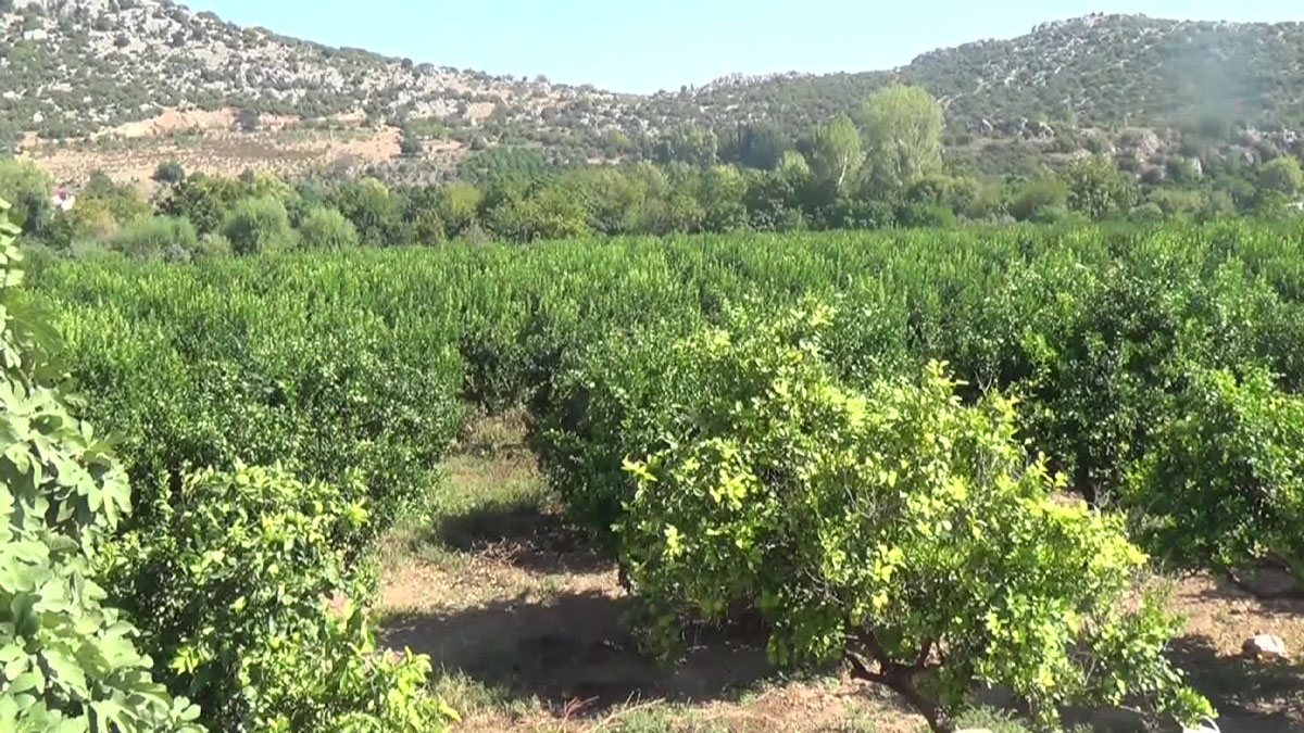 Dalında alıcı bulamıyordu ama kabuğu altın oldu! Koca köy kabuklarını soyup soyup satıyor: Kendi 1 TL kabuğu ise...