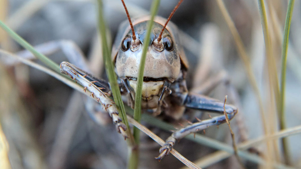 Böcekler o bölgeyi istila edecek! Uzmanlar tarih verdi, 1803 yılından beri böylesi ilk kez yaşanacak