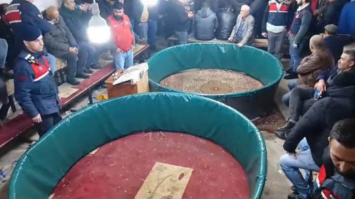 Hayvanseverler Derneği'nde horoz dövüşüne suçüstü: 108 kişiye para cezası kesildi