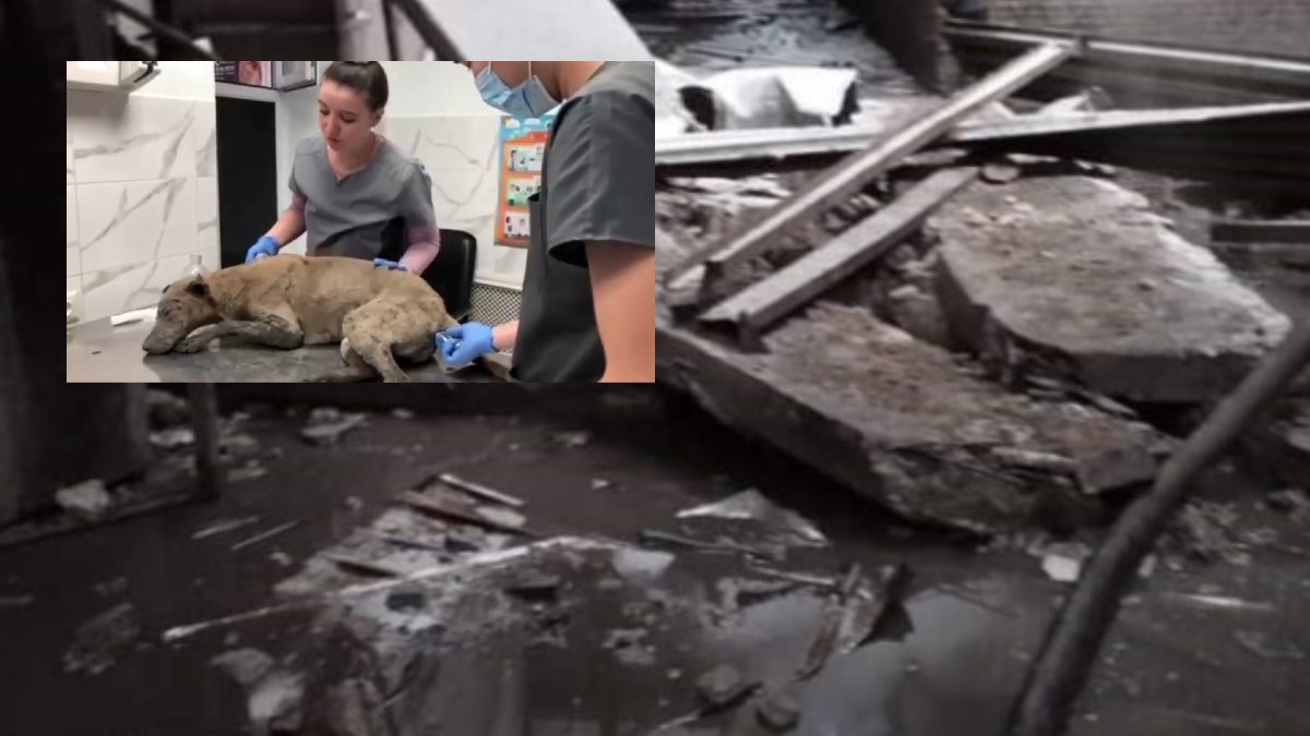 Kırgızistan’daki patlamada 3’üncü günde mucize: Enkaz altındaki köpek kurtarıldı