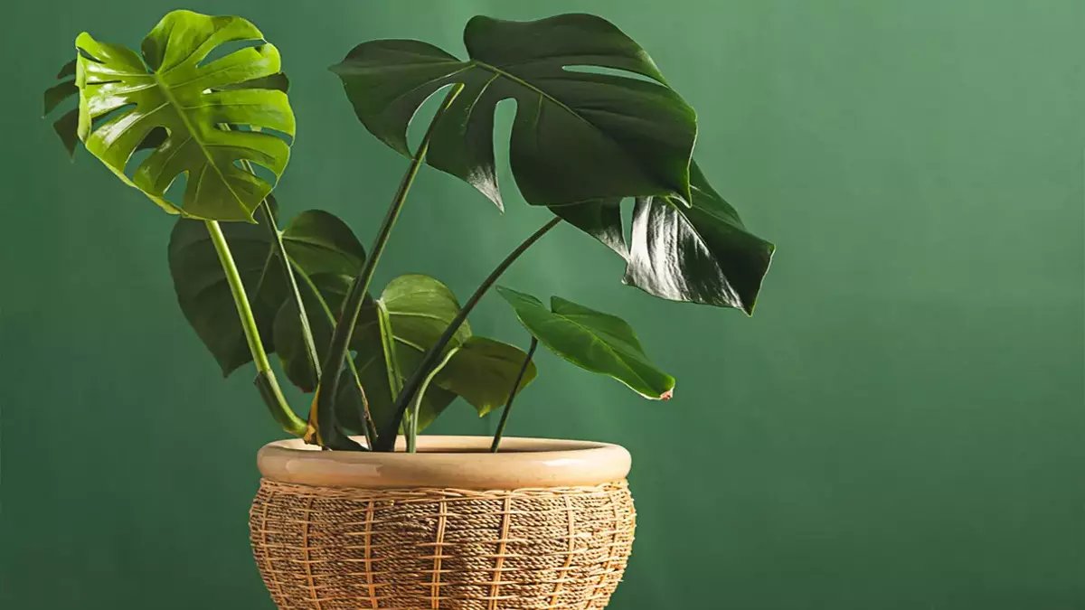 Evinde devetabanı olanlar bu yararını bilmiyor! Güzel olduğu kadar da faydalı: Mantar ve gribin bir numaralı ilacı çıktı