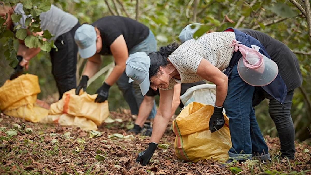 Karadeniz üretiliyor, Almanya, İtalya, Fransa kapışıyor! Türklerin o yiyeceğinde talep patlaması! Bir bölgenin geçim kaynağı