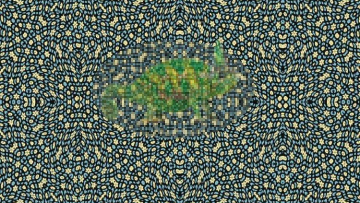 Unutkan mısın yoksa zeki mi? Resimde gördüğün hayvan hafızanı ortaya koyuyor