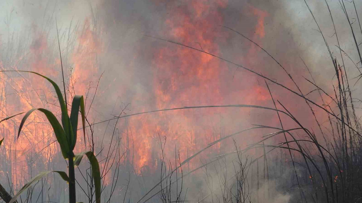 Antalya'da korkutan yangın: Alevlerin boyu 5 metreye kadar yükseldi