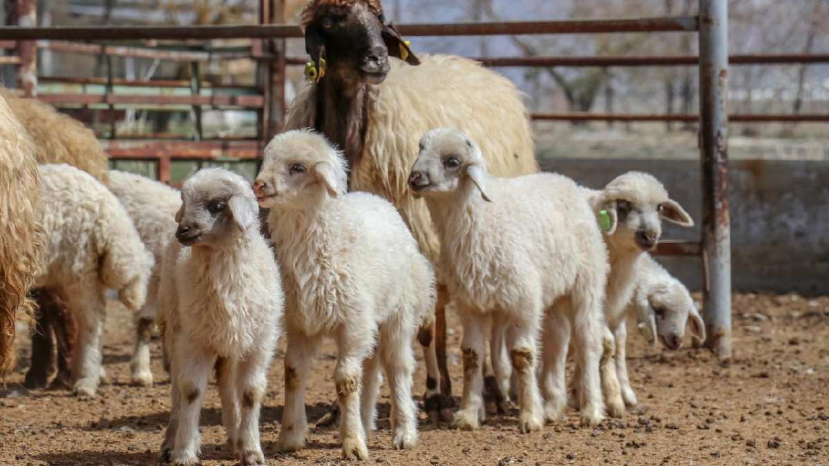 Eti ve sütüyle diğer koyunlara bin basıyor! Nesli o köy sayesinde kurtuldu: Dünyada sadece bir ilimizde var